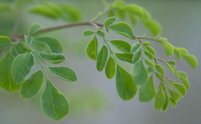 Sind Moringa-Kosmetikprodukte das perfekte Anti-Aging?